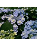 Гортензия широколистная Форевер® | Hydrangea macrophylla Forever ® | Гортензія широколистна Форевер®