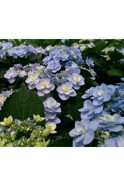 Гортензія широколиста Forever цвітіння блакитним