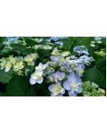 Гортензія широколистна Форевер® | Hydrangea macrophylla Forever ® | Гортензия широколистная Форевер®