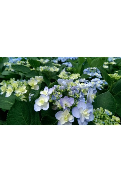 Гортензія  садова Форевер розпускання квітів