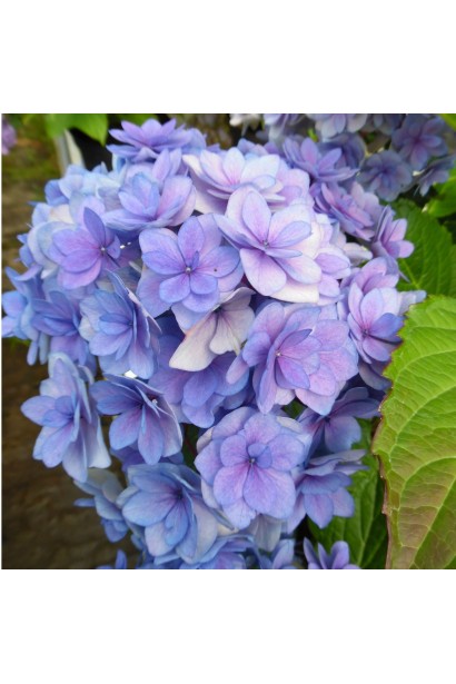 Гортензія  Форевер махрові кулясті суцвіття