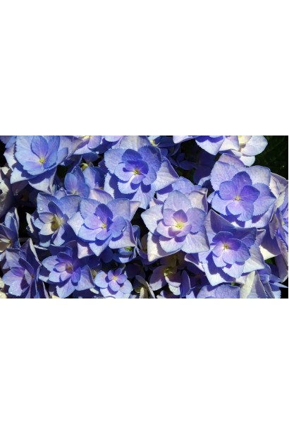 Гортензія широколиста Форевер®