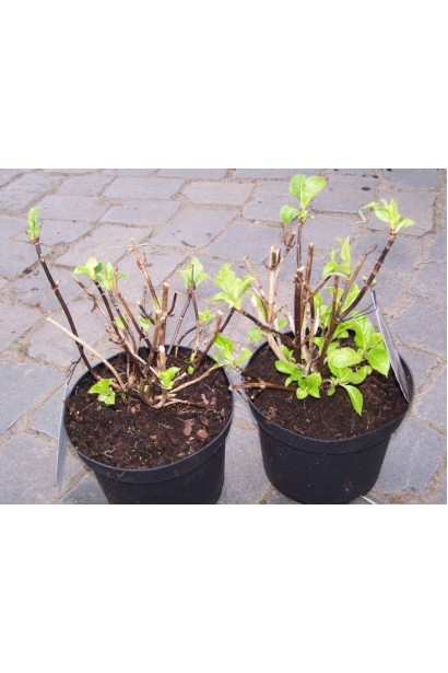 Гортензія широколиста Форевер саджанець С3 стрижений