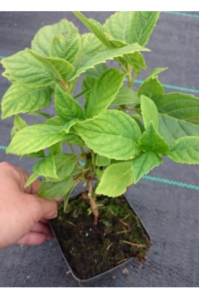 Гортензія крупнолиста Форевер контейнер Р9