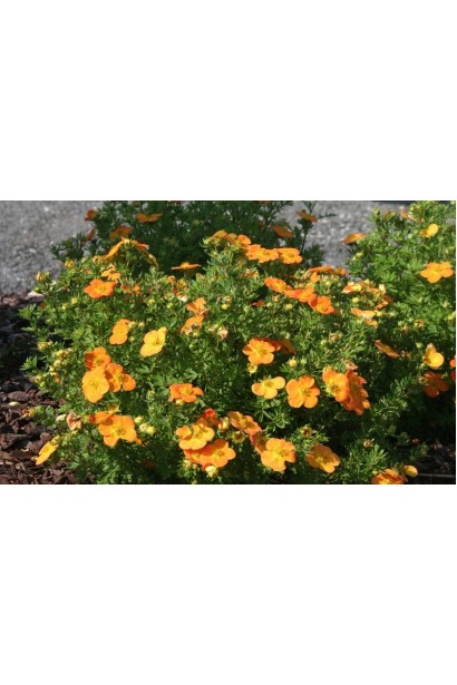 Лапчатка кустовая Bella Sol / Hanchdon