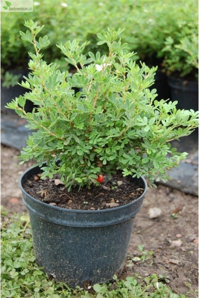 Лапчатка Белла Сол в горшочке 3 л