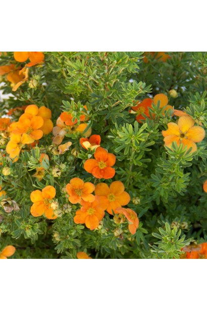 Лапчатка кустарниковая Бэлла Сол / Ханчдон