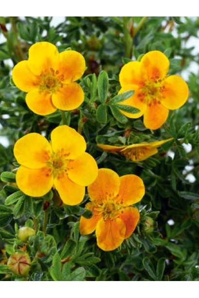 Potentilla fruticosa Bella Sol / Hanchdon