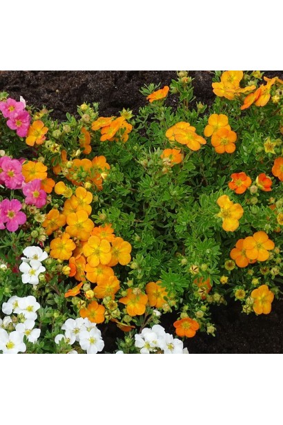 Лапчатка кустарниковая Белла Сол в миксбордере с другими лапчатками