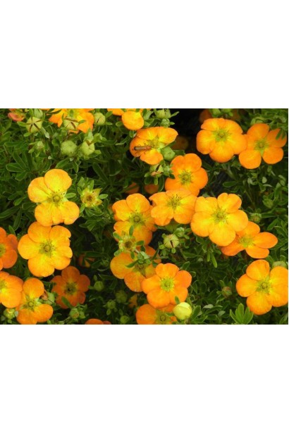 Лапчатка кустарниковая Белла Сол обильное цветение оранжевых цветов