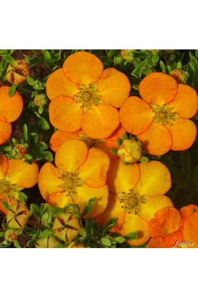 Лапчатка Ханчдон 