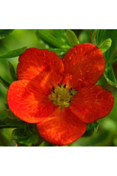 Лапчатка оранжевая Белла Сол