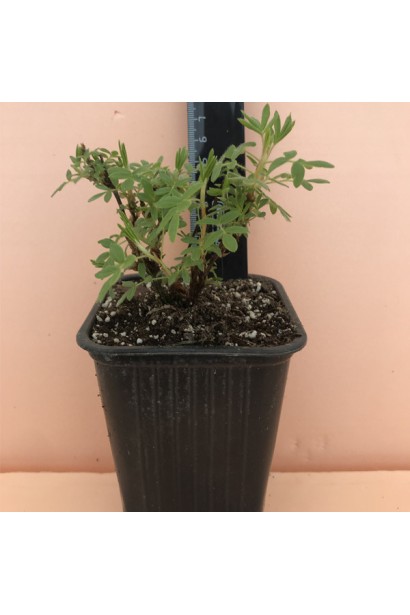 Лапчатка кустовая Белла Сол в контейнере 0,5 л