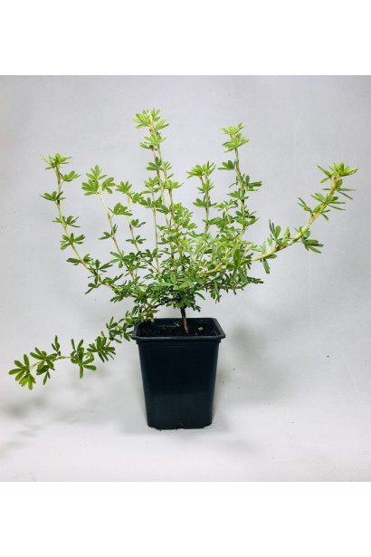 Лапчатка Белла Сол саженец Р9