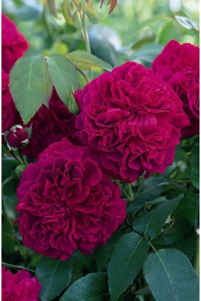 Англійська троянда з насиченим пурпуровим цвітінням.