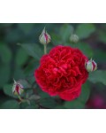 Роза англ. Уильям Шекспир пурпурная | Троянда англ. Вільям Шекспір пурпурова | English rose William Shakespeare purple