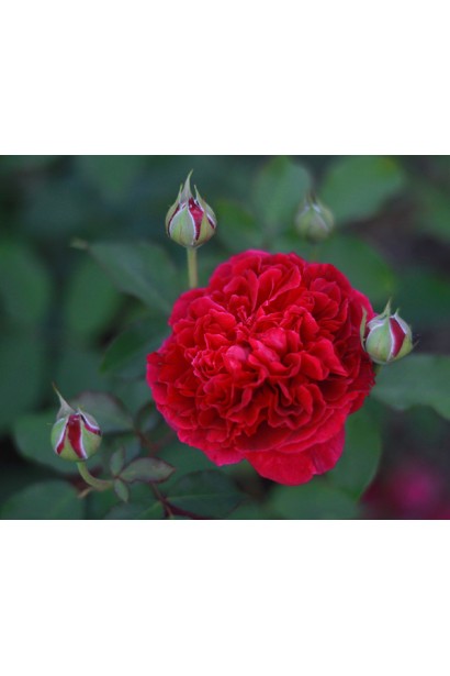 Троянда з пурпуровими бутонами для декоративних клумб.