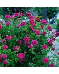 Троянда англ. Вільям Шекспір пурпурова | Роза англ. Уильям Шекспир пурпурная | English rose William Shakespeare purple