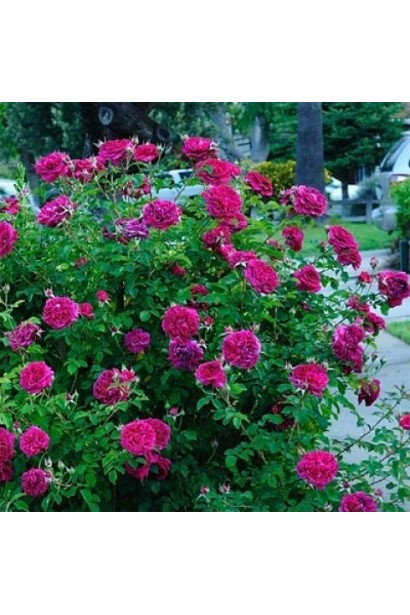 Роза William Shakespeare з пурпуровими квітами класичної форми.