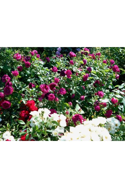 Пурпурова троянда створює розкішний акцент у саду.