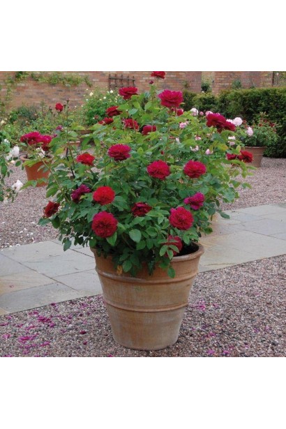 Саджанець троянди William Shakespeare у контейнері.