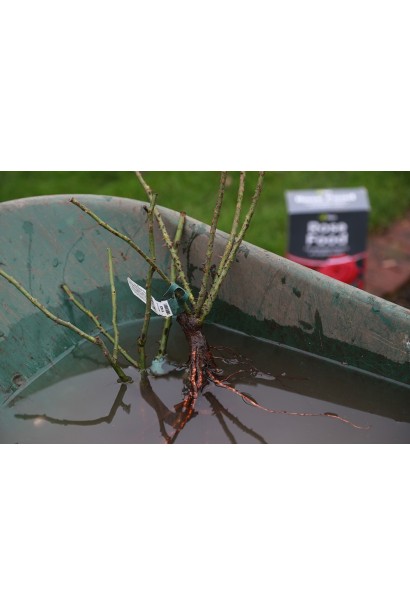 Троянда англ. Вільям Шекспір пурпурова