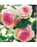 Роза плет.Едем Иден Роуз Ронсар бело-роз. | Троянда плет.Едем Іден Роуз П'єр де Ронсар біло-рож. | Climbing rose Edem Eden Rose Pierre de Ronsard white-pink