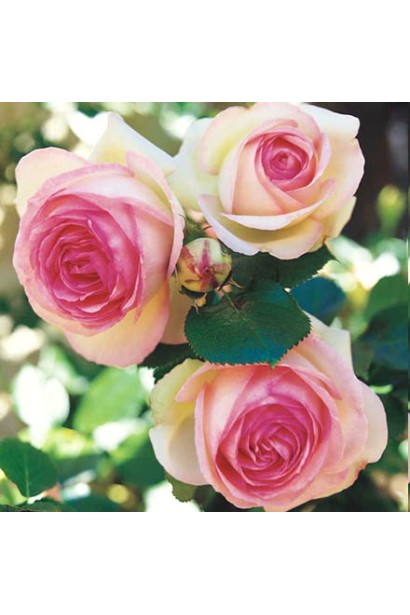 Eden Rose – нежный переход от белого к розовому.