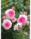 Троянда плет.Едем Іден Роуз П'єр де Ронсар біло-рож. | Роза плет.Едем Иден Роуз Ронсар бело-роз. | Climbing rose Edem Eden Rose Pierre de Ronsard white-pink