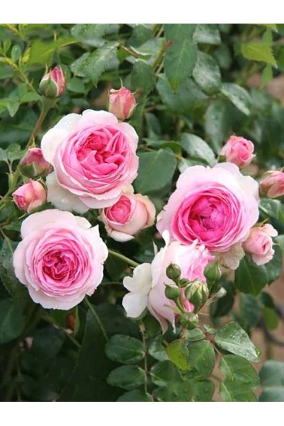 Роза плетиста Эдем – изящные бело-розовые бутоны.