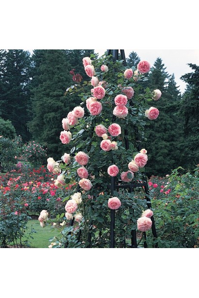 Climbing rose Eden – роскошные цветы для вертикального озеленения.