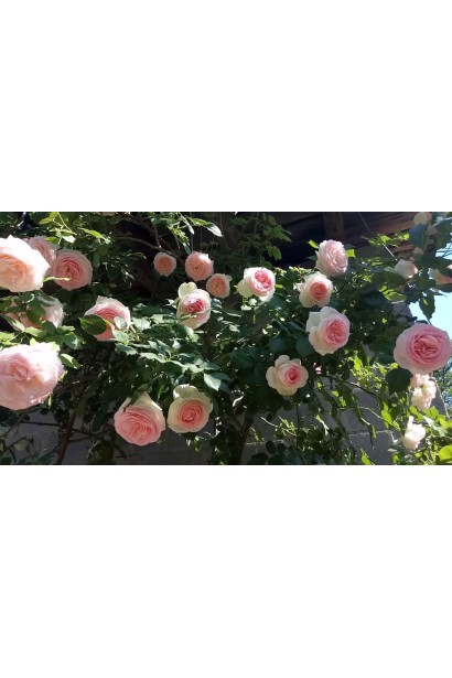 Роза Пьер де Ронсар – элегантность в каждом лепестке.