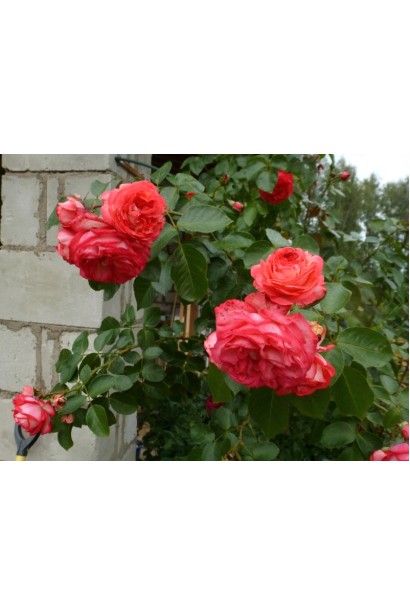 Троянда плетиста Антік – червоні акценти в ландшафтному дизайні.