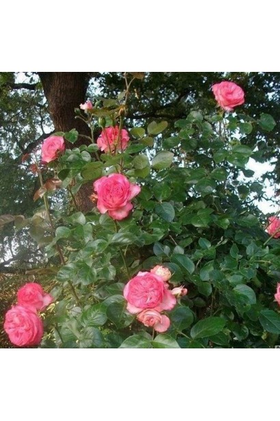 Троянда плетиста Антік – краса для вертикального озеленення