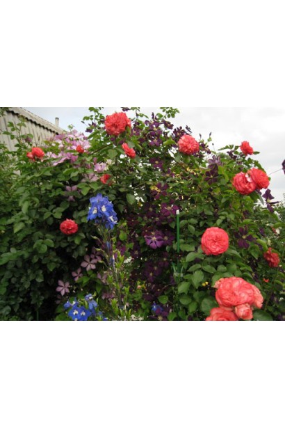 Троянда плетиста Антік – розкішний червоний каскад