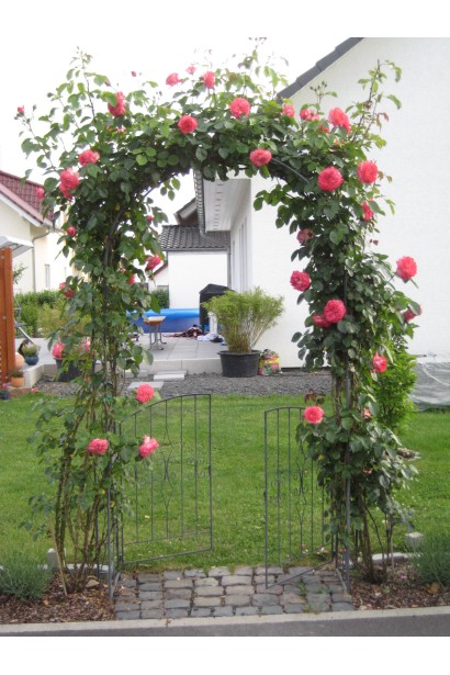 Троянда плетиста Антік – ідеальний вибір для арок і шпалер