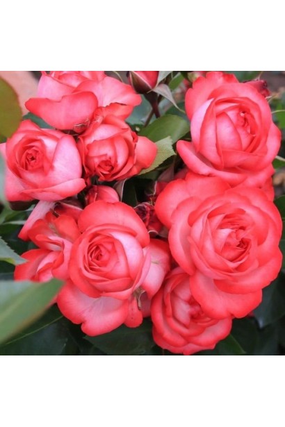 Climbing rose Antike – насичені червоні бутони, що зачаровують.