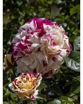 Троянда плетиста Ванілла Фрейз біколор червоно-жовт. | Роза плетистая Ванилла Фрейзе биколор красно-жолт. | Climbing rose Vanilla Freise bicolor red- yellow