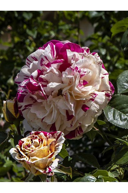 Rosa Vanilla Freise – яскрава прикраса вертикального озеленення.