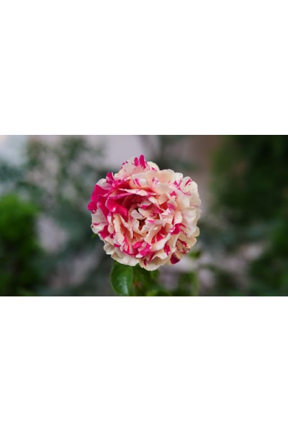 Climbing rose Vanilla Freise – гармонія червоного та жовтого