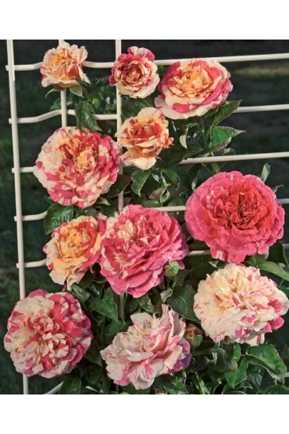 Троянда Ванілла Фрейз – екзотична краса для арок і шпалер