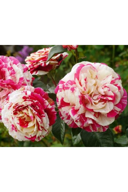 Climbing rose Vanilla Freise – червоно-жовтий акцент.