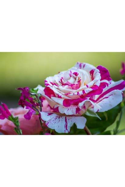 Троянда плетиста Ванілла Фрейз біколор червоно-жовтий