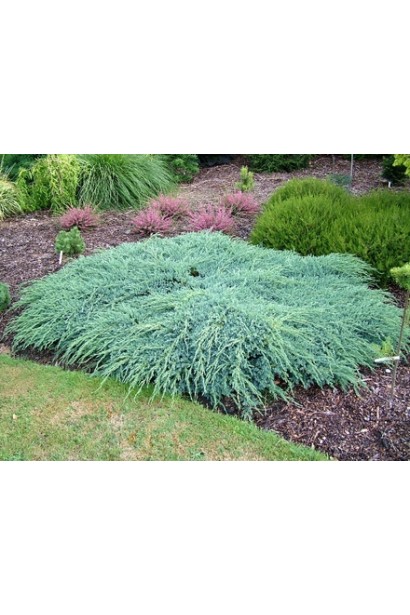 Можжевельник чешуйчатый Блю Карпет в ландшафте