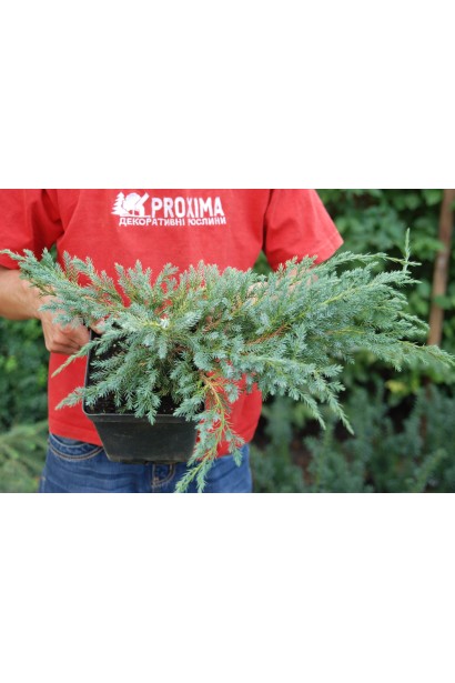 Juniperus squamata Blue Carpet