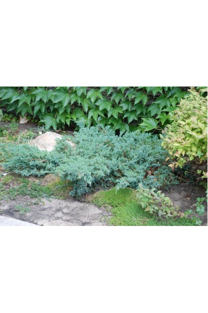 Juniperus squamata Blue Carpet