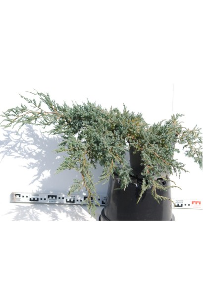 Можжевельник чешуйчатый