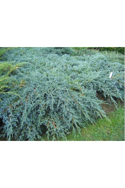 Можжевельник чешуйчатый Блю Карпет - серебристо-голубого цвета