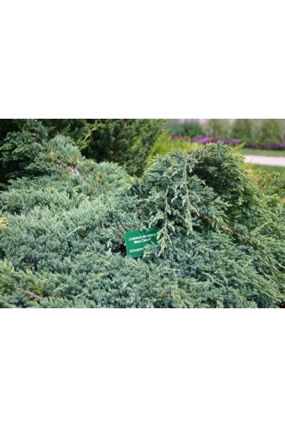 Можжевельник чешуйчатый