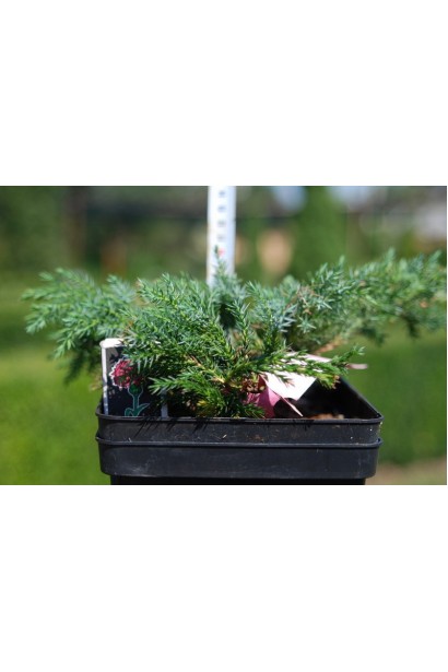 Juniperus squamata Blue Carpet